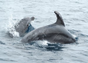 delfini la maddalena