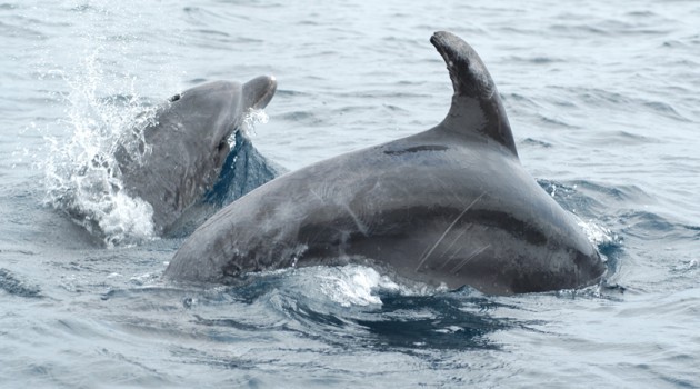 delfini la maddalena