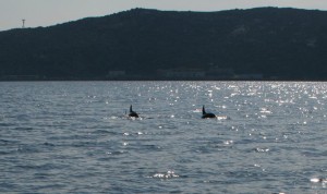delfini sardegna